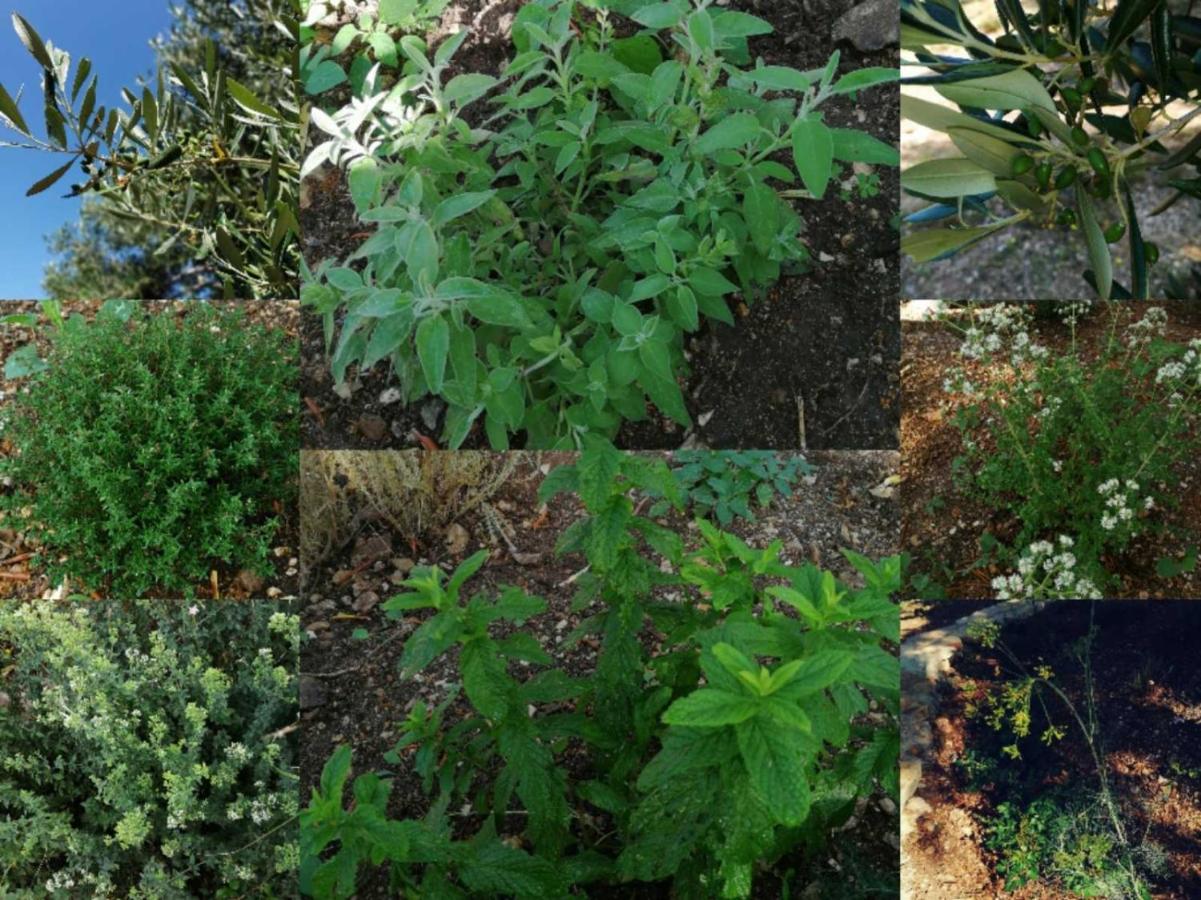 Terraoliva&Herbs Vátos Eksteriør billede